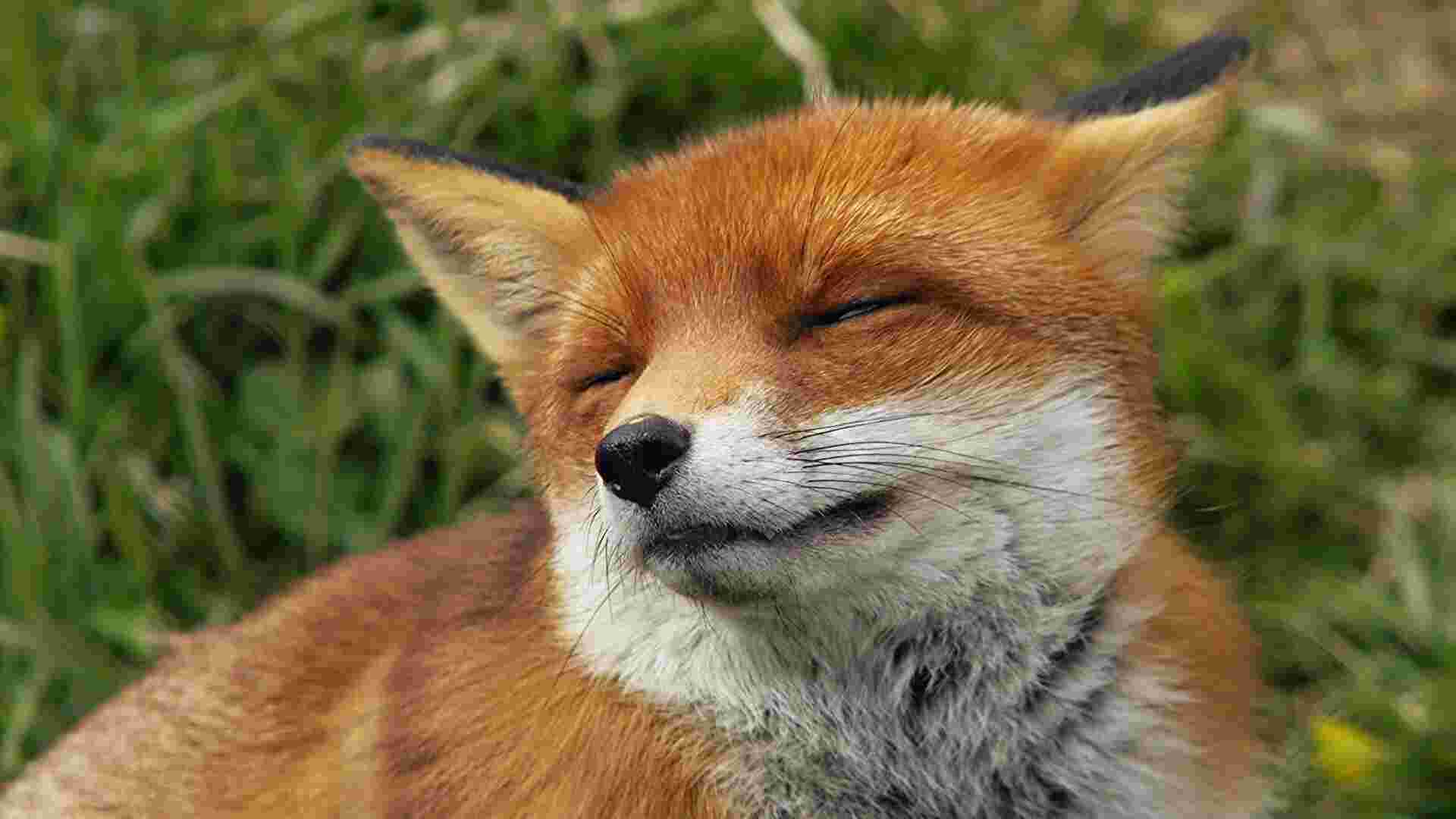 Fox Meaning and Definition