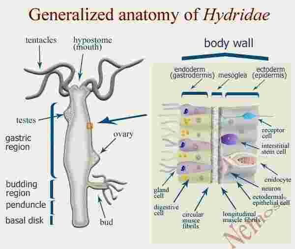 Generalized Meaning and Definition