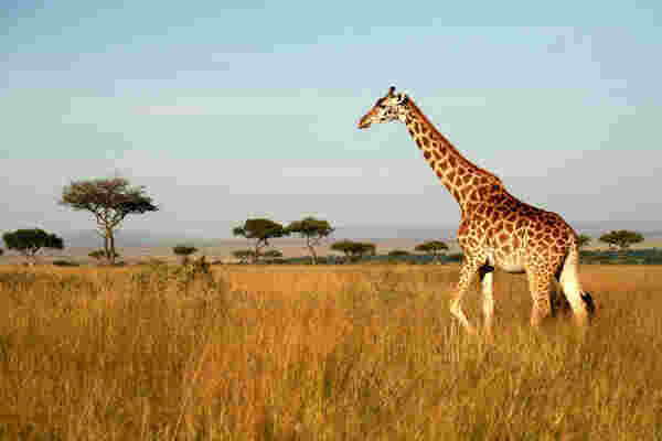 Giraffe Meaning and Definition