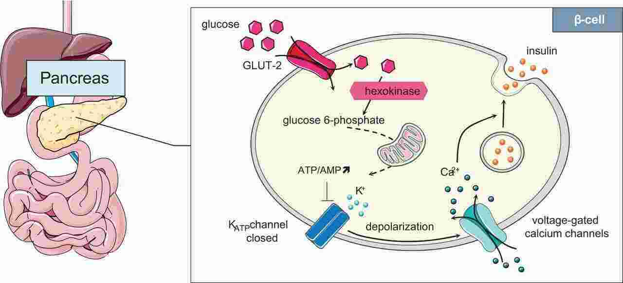 Glucose Meaning and Definition