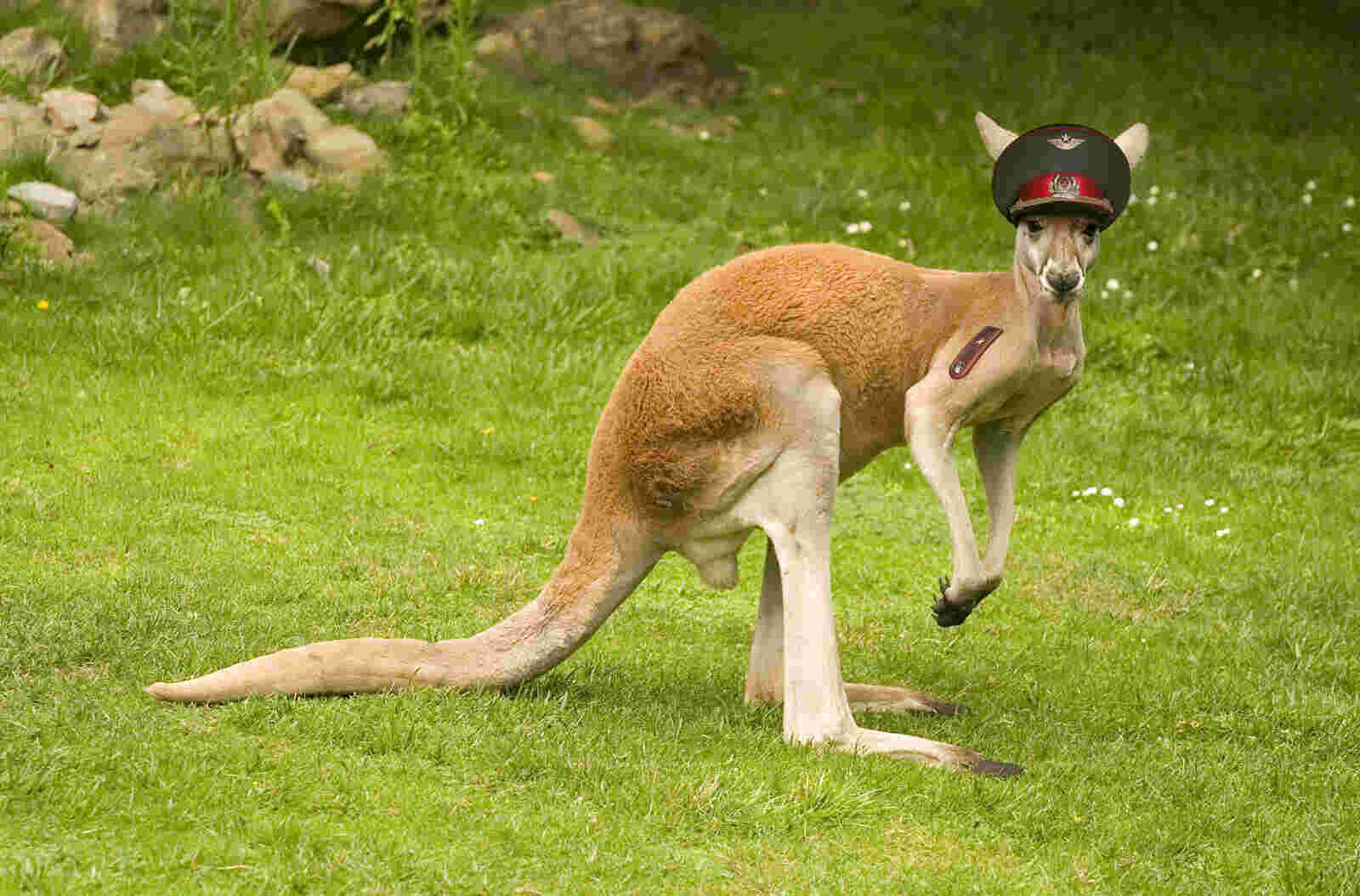 Kangaroo Meaning and Definition