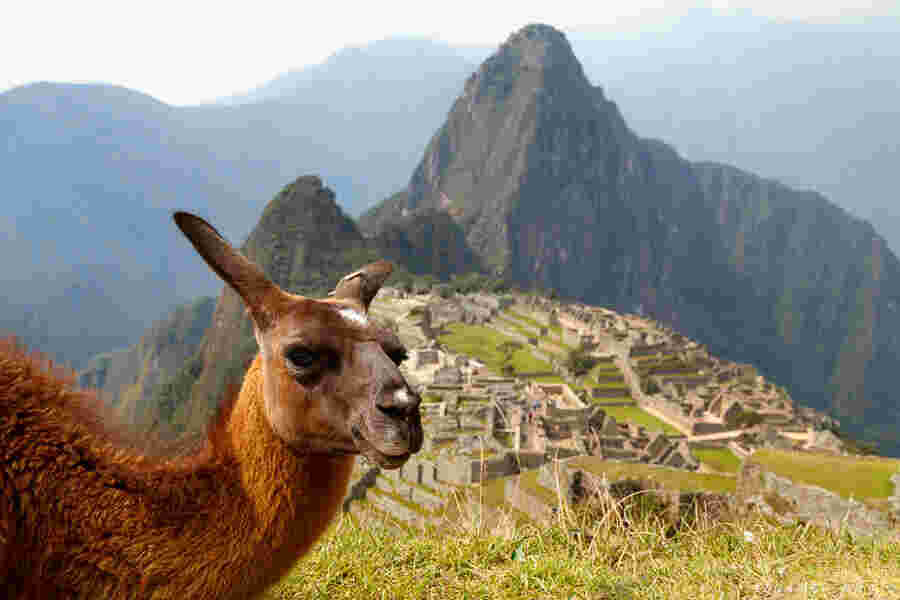 Lama Meaning and Definition