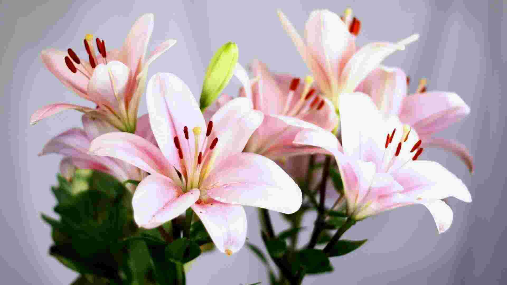Lilies Meaning and Definition