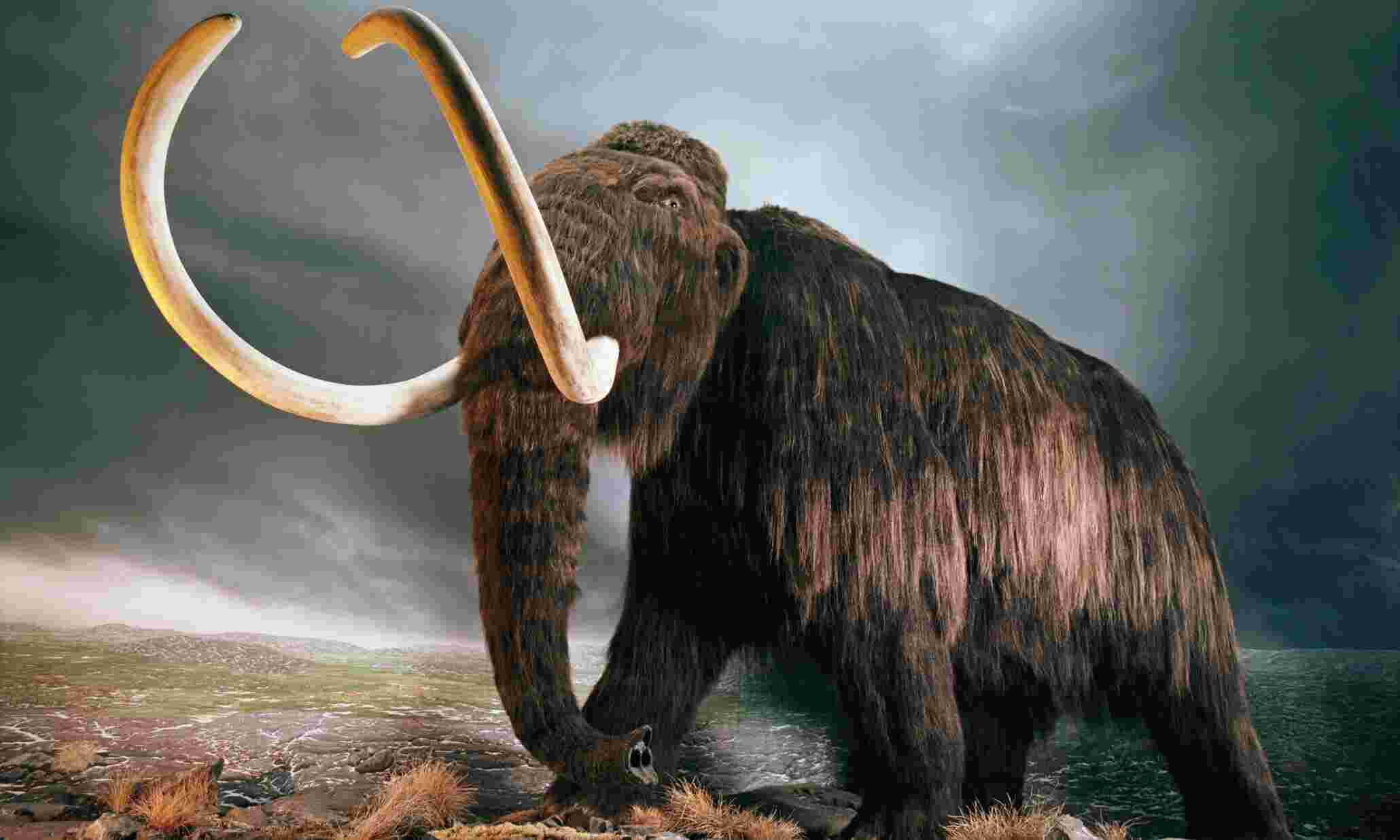 Mammoth Meaning and Definition
