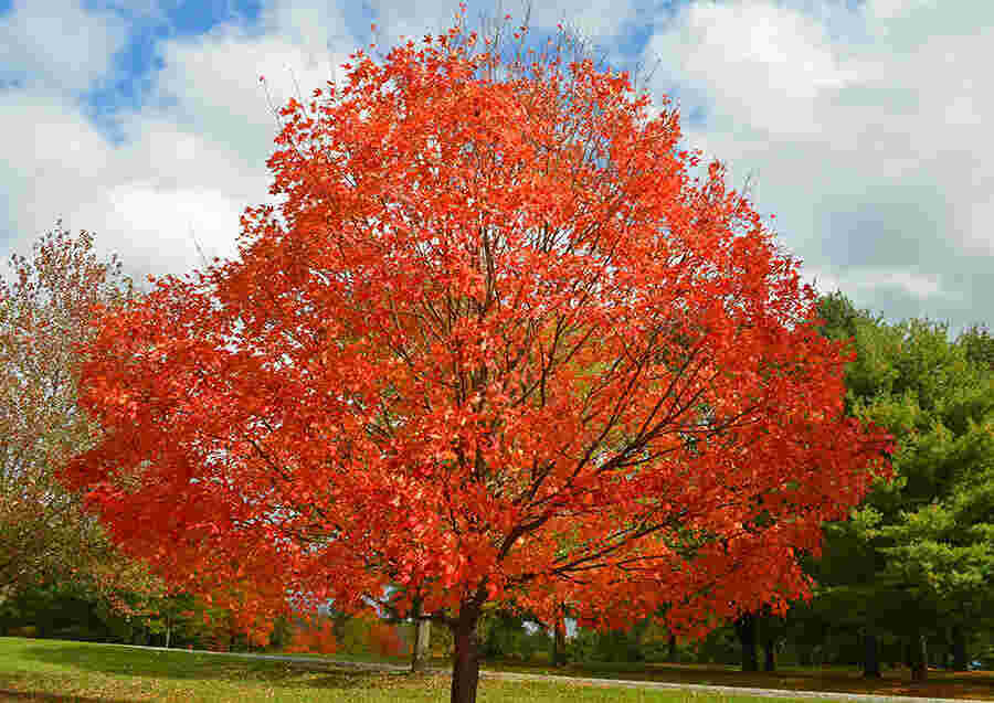 Maple Meaning and Definition