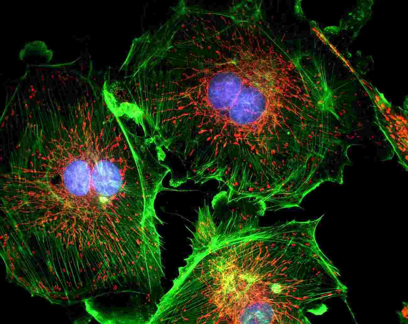 Microscopy Meaning and Definition