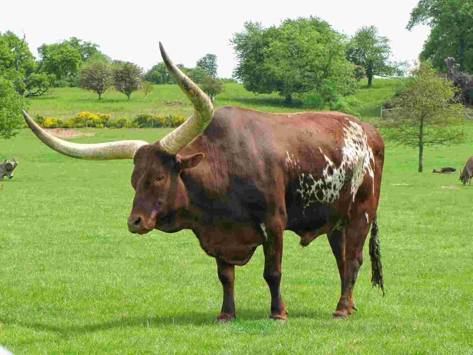 Ox Meaning and Definition
