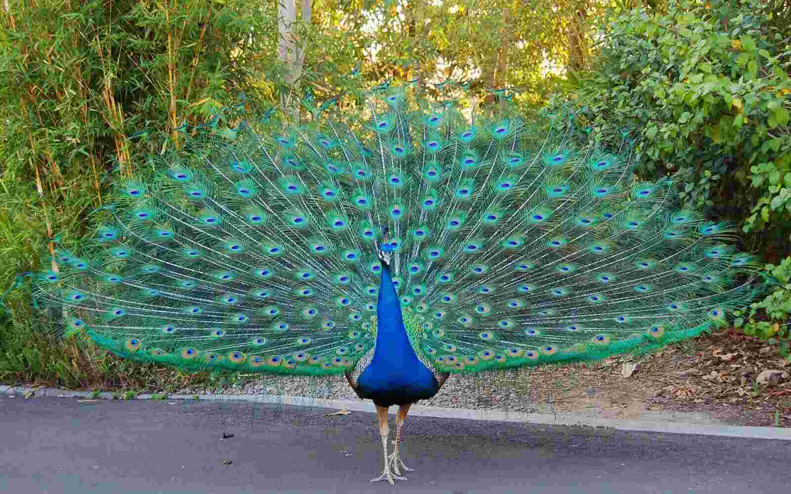 Peacock Meaning and Definition