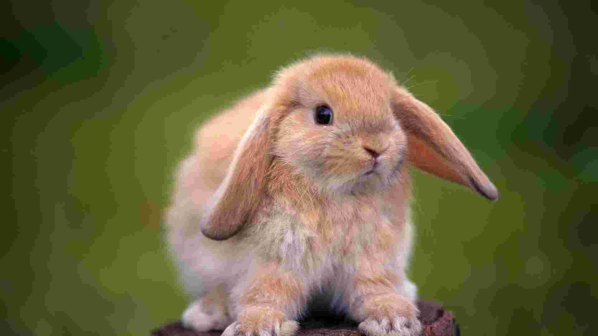 Rabbit Meaning and Definition