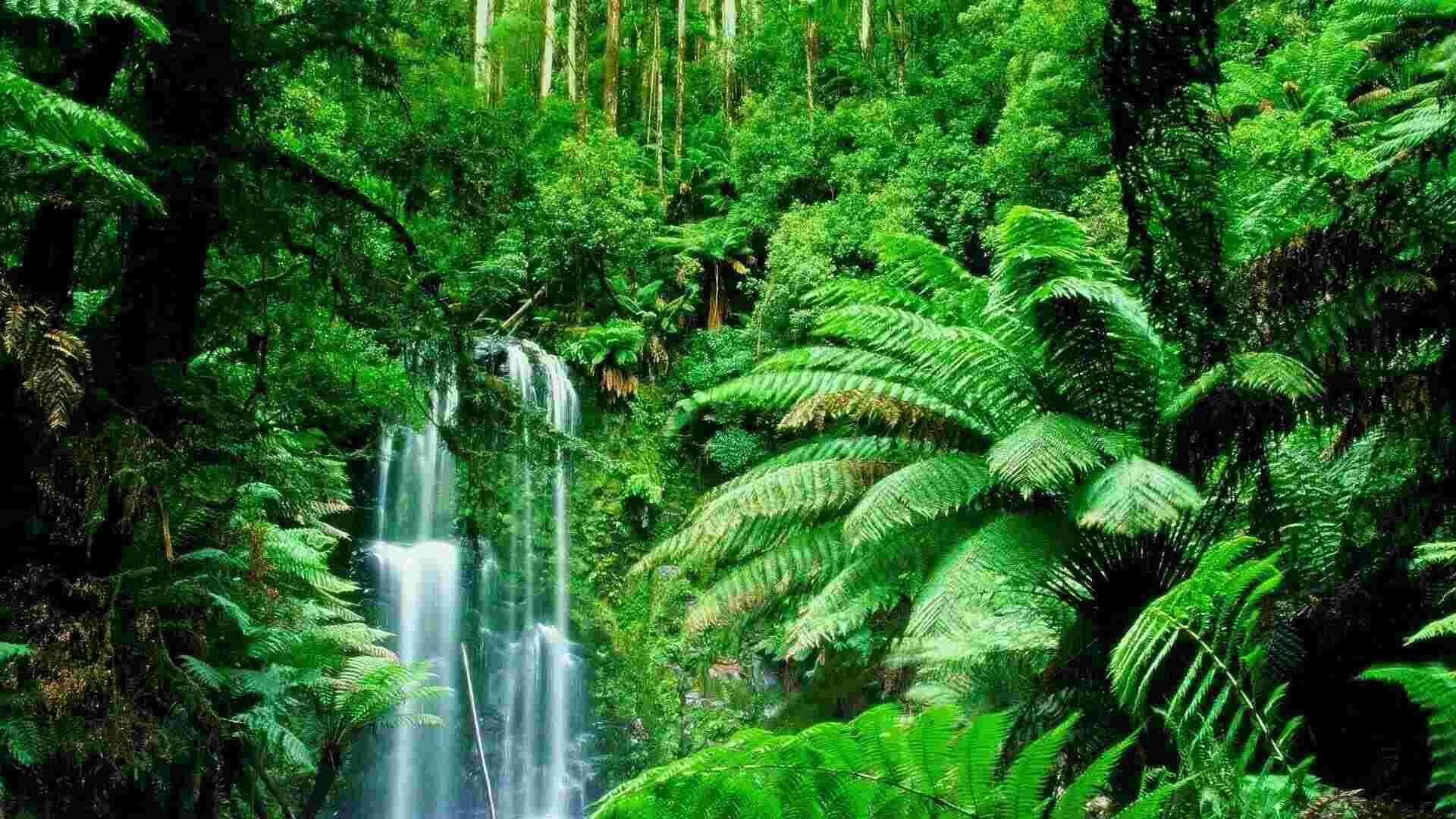Rainforest Meaning and Definition