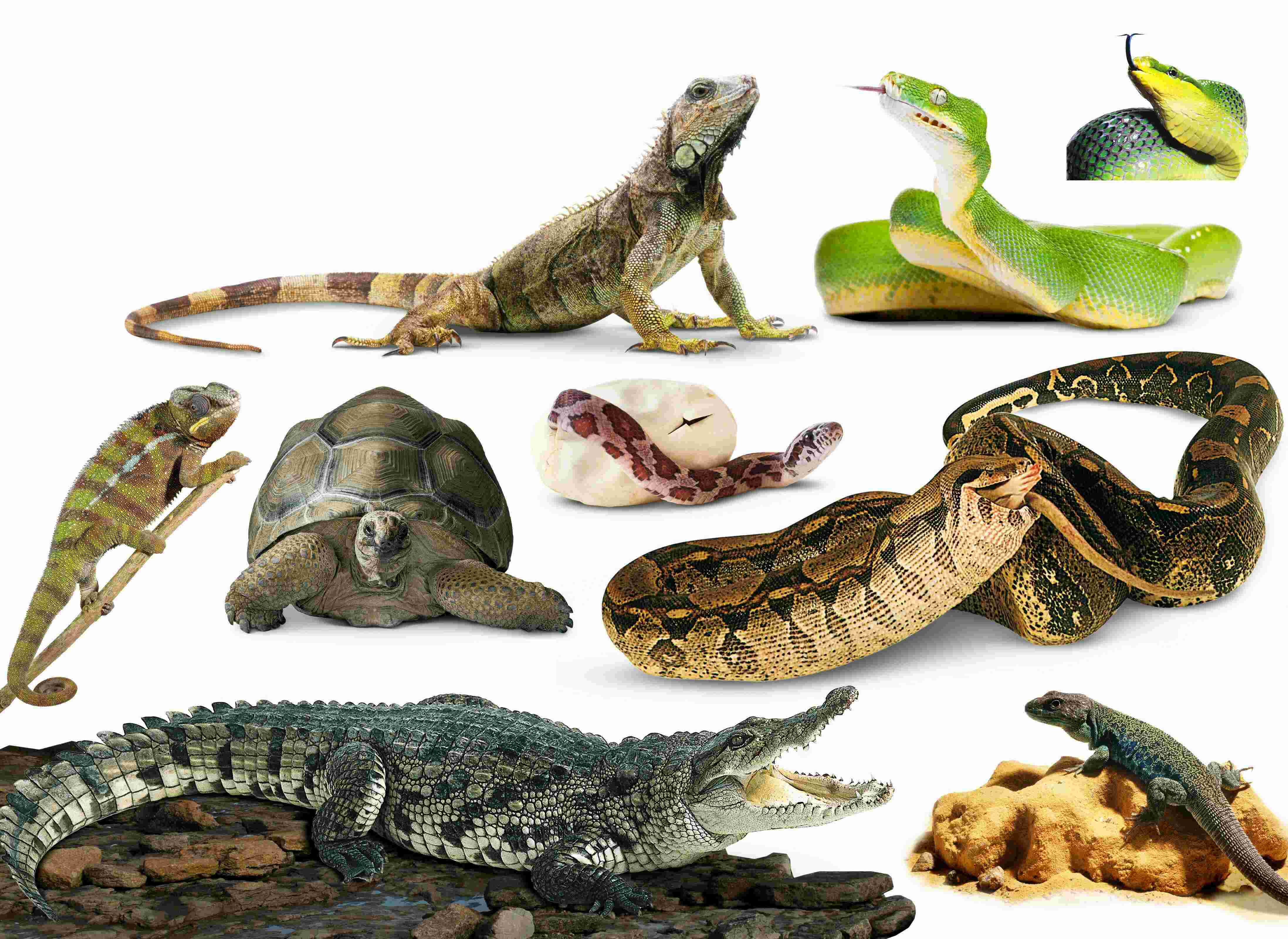 Reptiles Meaning and Definition