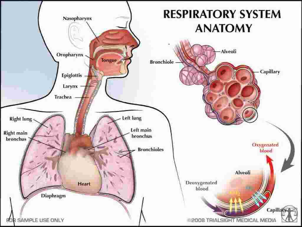 Respiratory Meaning and Definition
