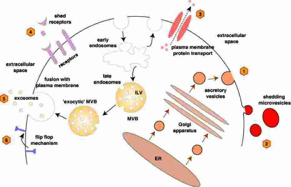 Secretion Meaning and Definition