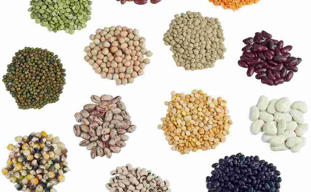 Seed Meaning and Definition