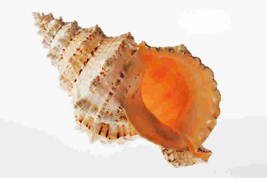 Shell Meaning and Definition