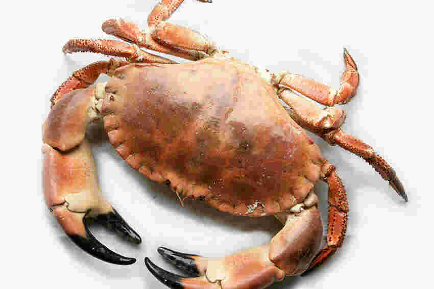 Shellfish Meaning and Definition