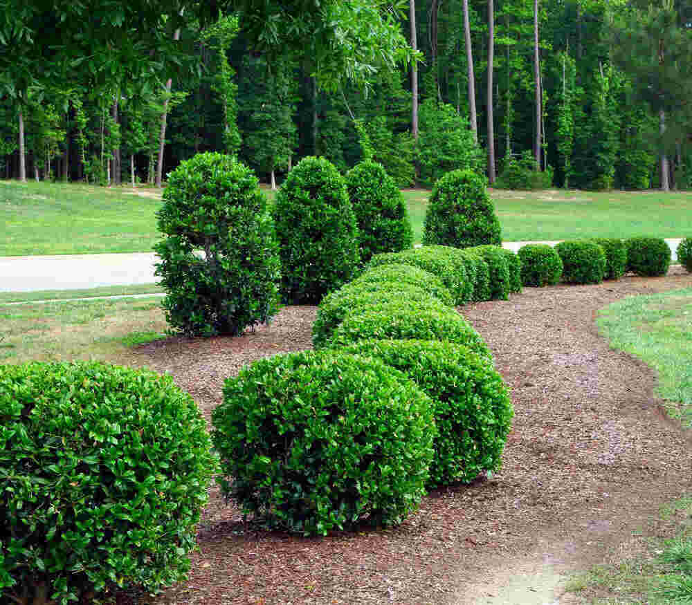 Shrub Meaning and Definition