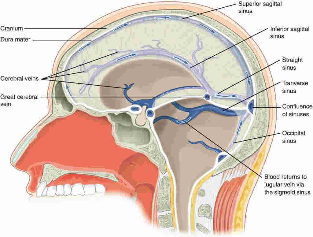 Sinus Meaning and Definition