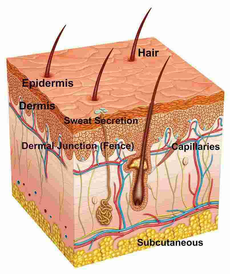 Skin Meaning and Definition