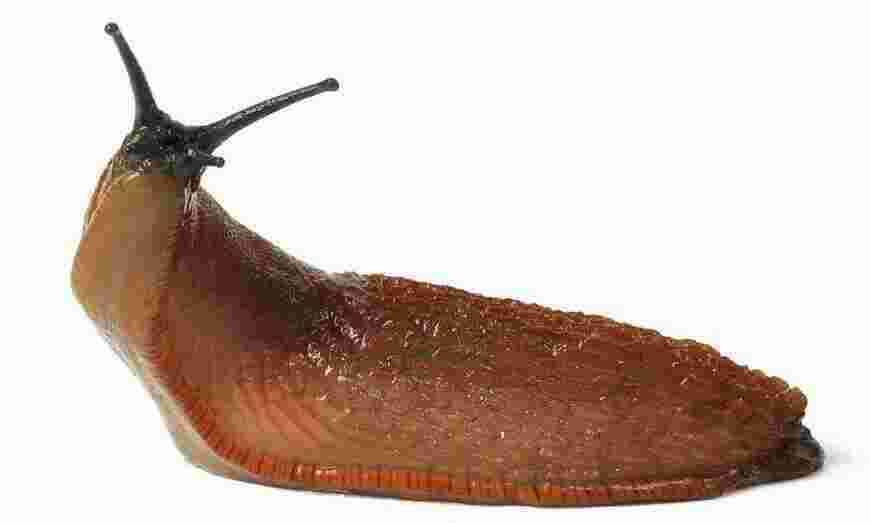 Slug Meaning and Definition