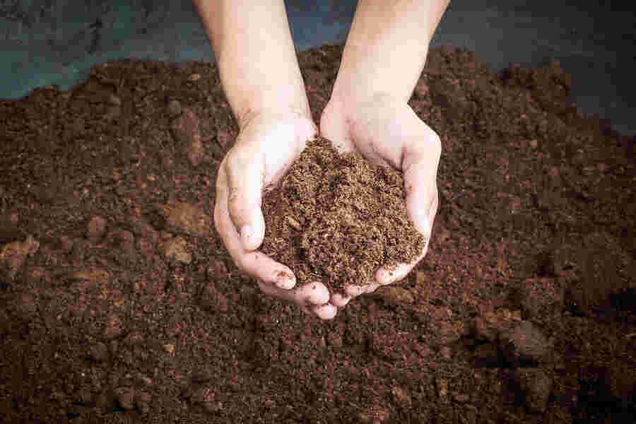 Soil Meaning and Definition