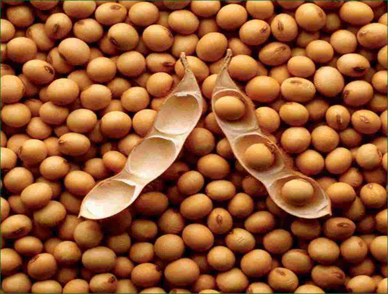 Soybean Meaning and Definition