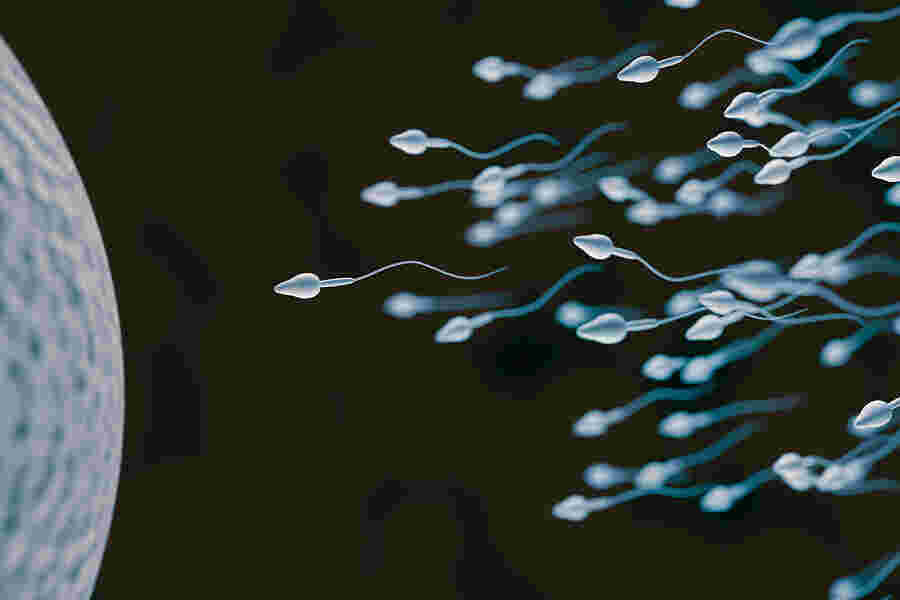 Sperm Meaning and Definition
