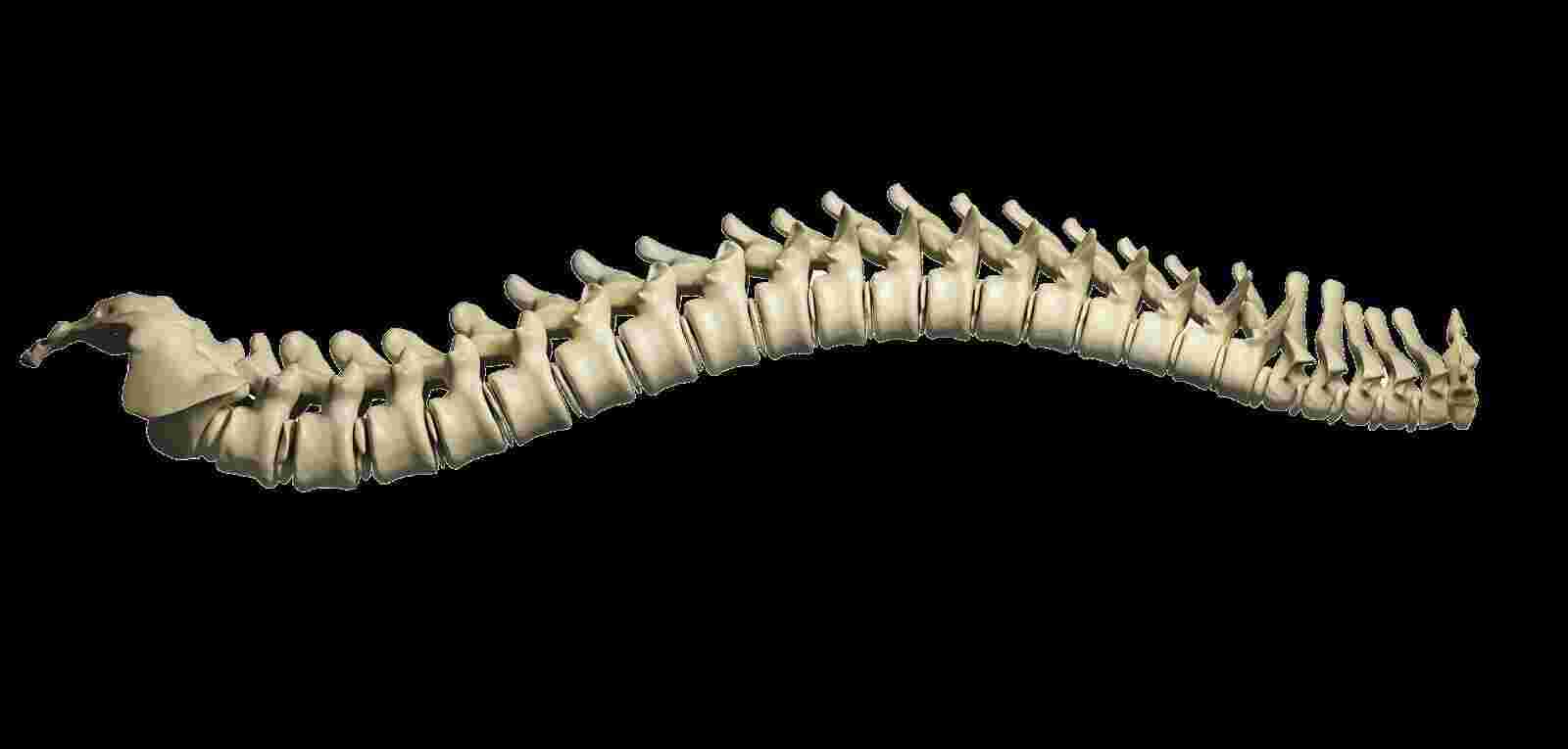 Spine Meaning and Definition