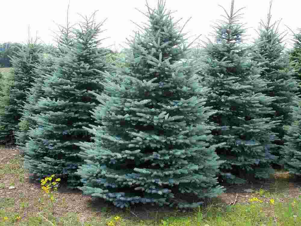 Spruce Meaning and Definition