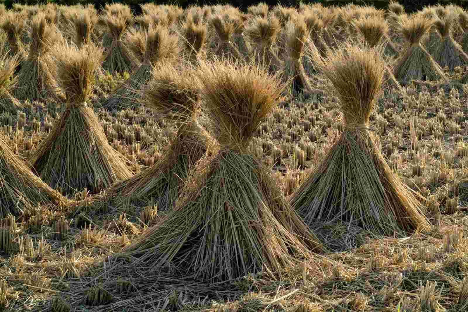 Straw Meaning and Definition