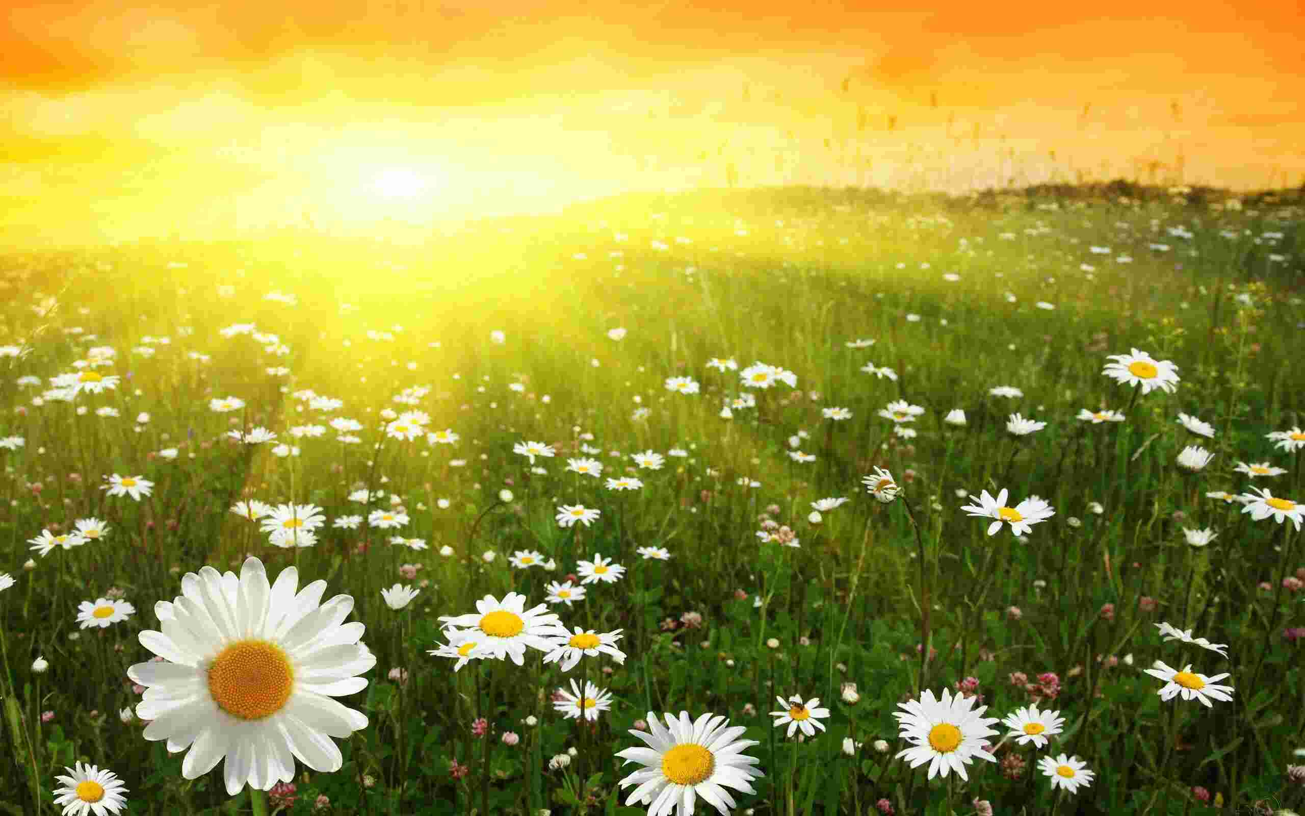 Sunny Meaning and Definition