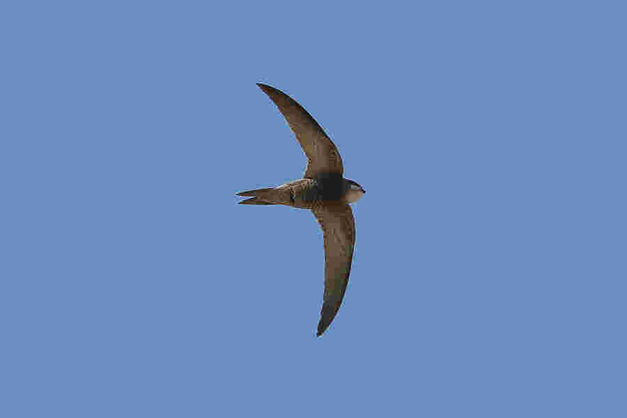 Swift Meaning and Definition