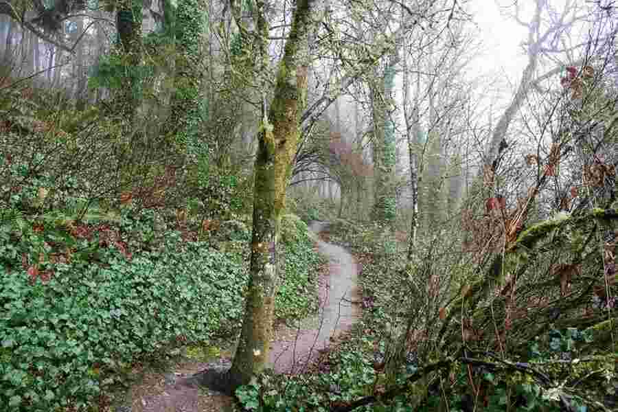Trail Meaning and Definition