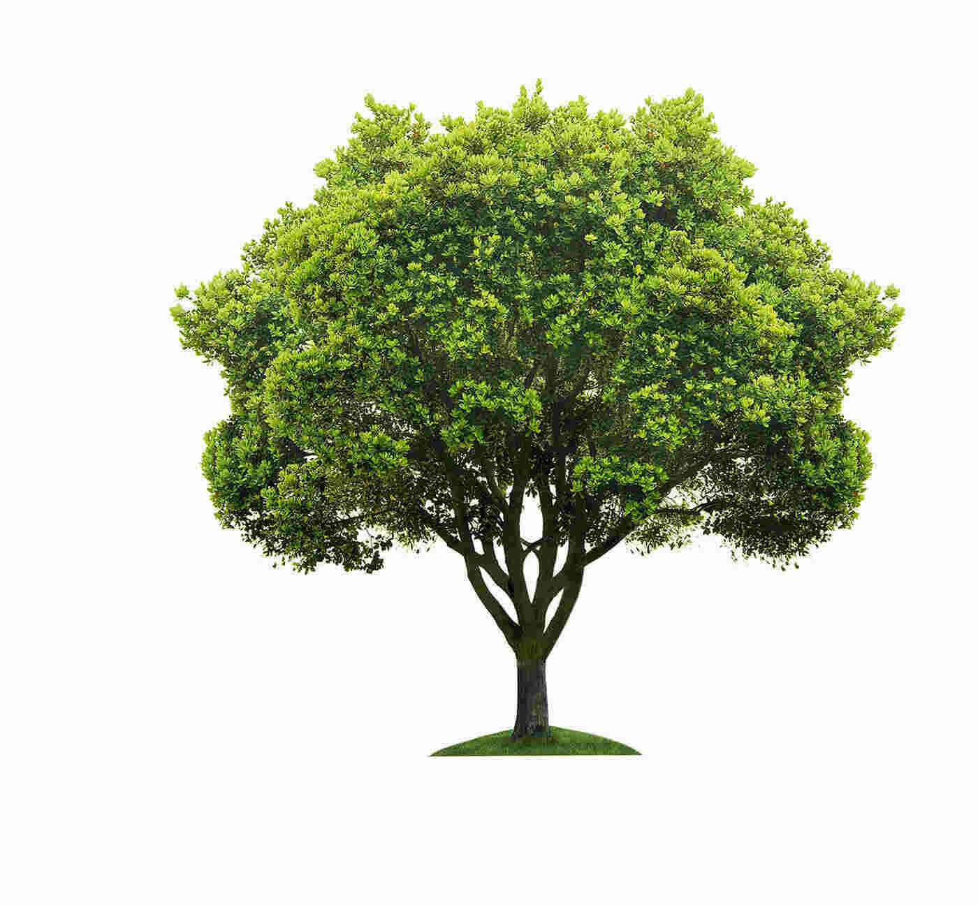 Tree Meaning and Definition