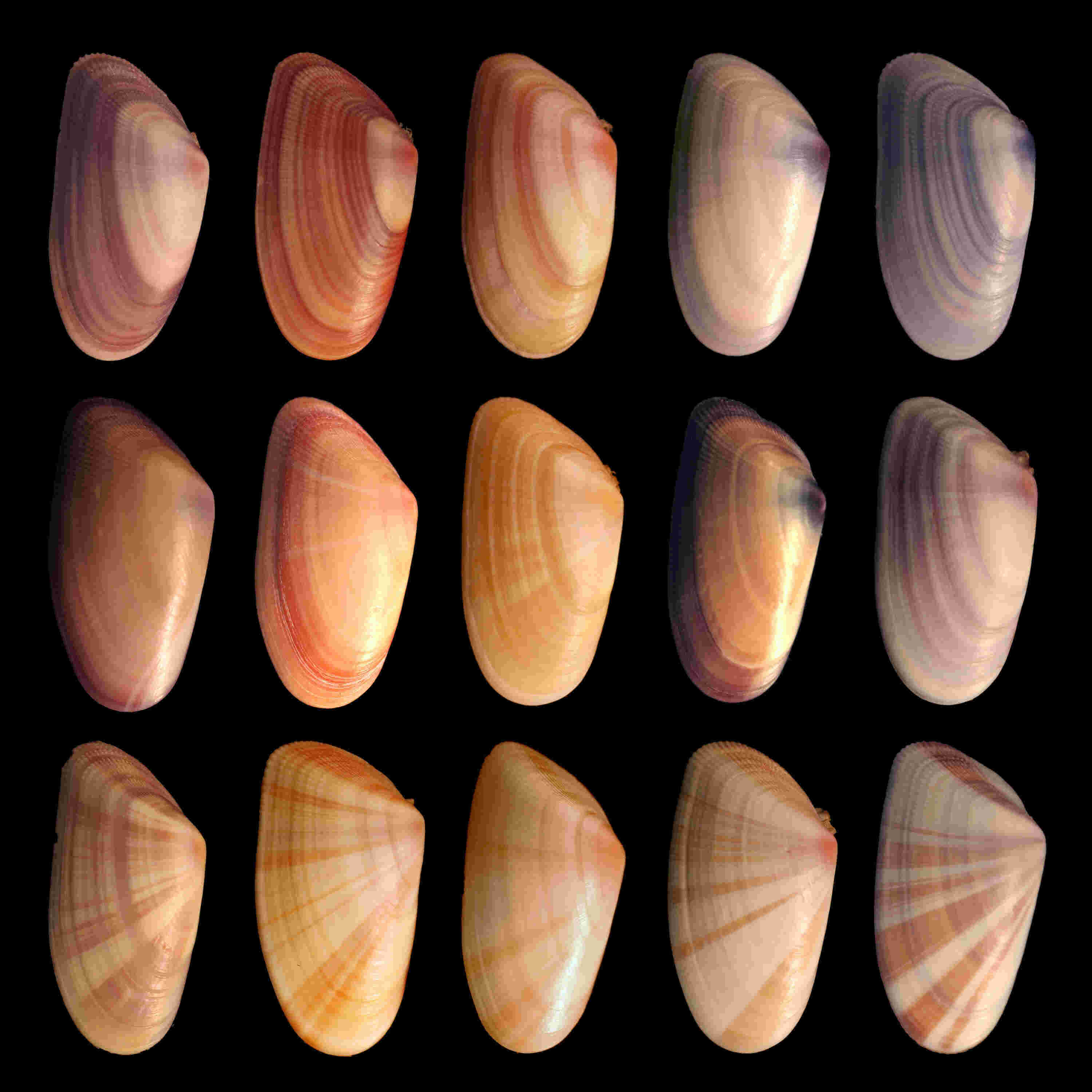 Variation Meaning and Definition