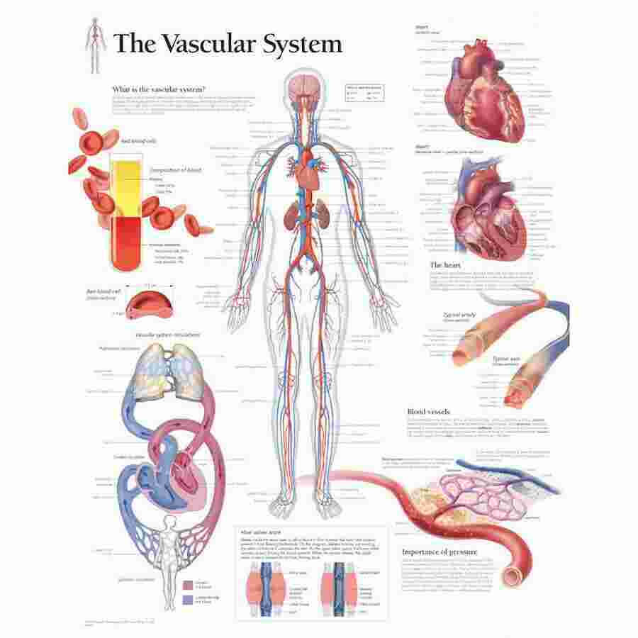 Vascular Meaning and Definition