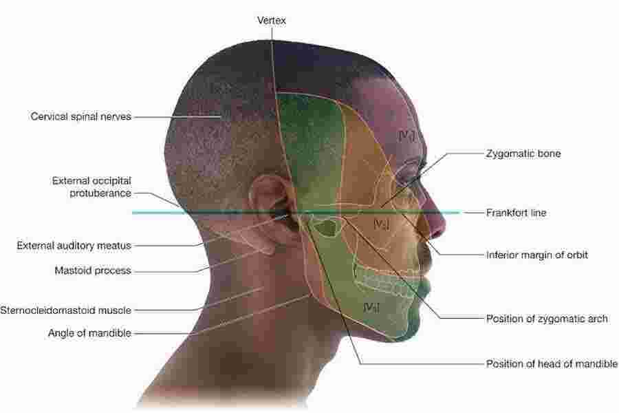 Vertex Meaning and Definition