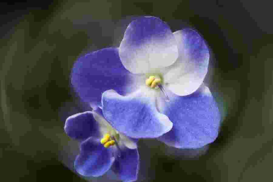 Violet Meaning and Definition