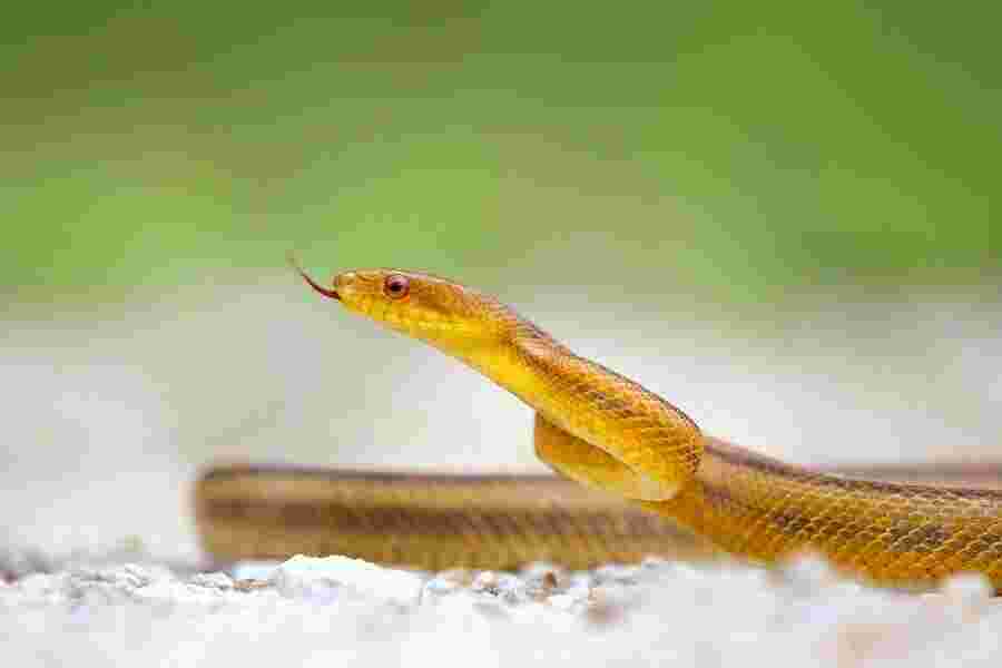 Viper Meaning and Definition