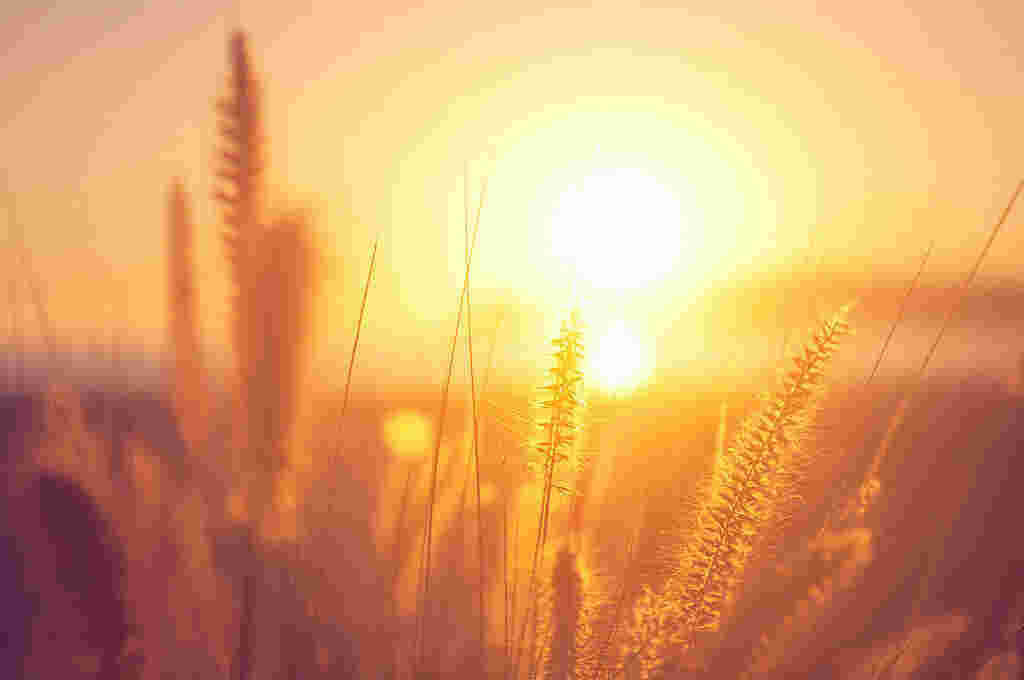 Warmth Meaning and Definition
