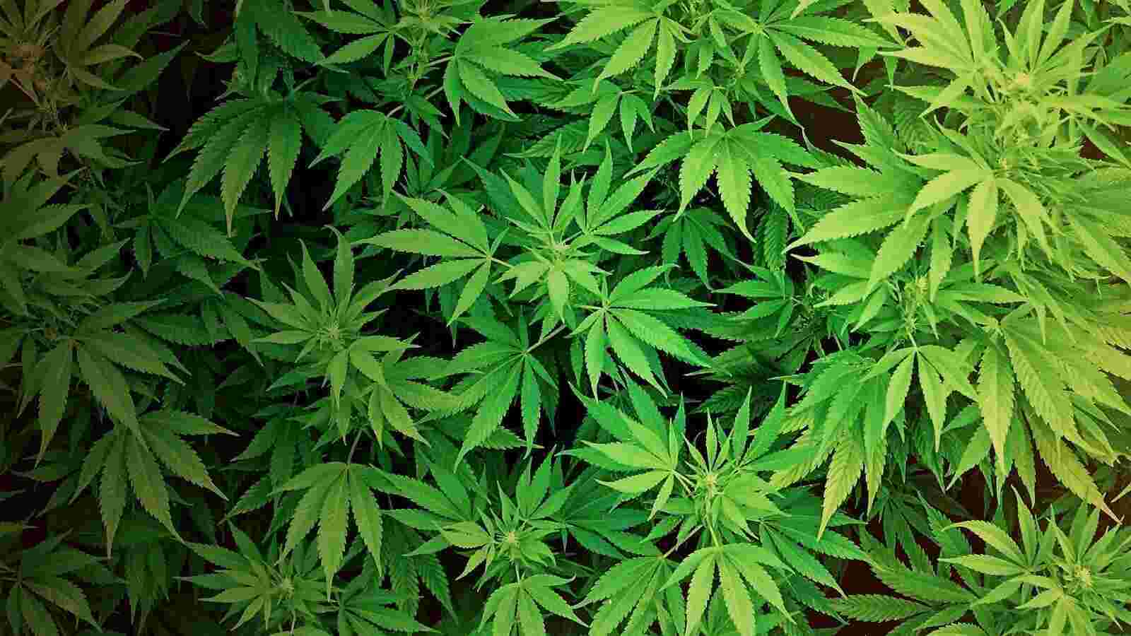 Weed Meaning and Definition