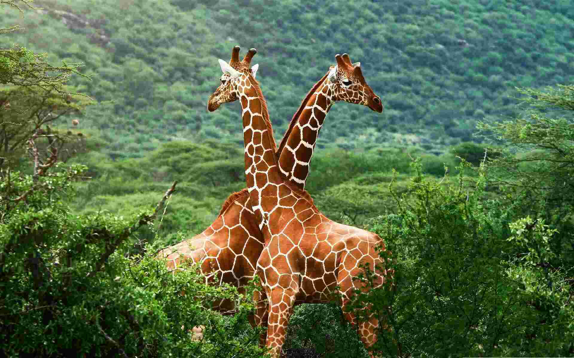Wildlife Meaning and Definition