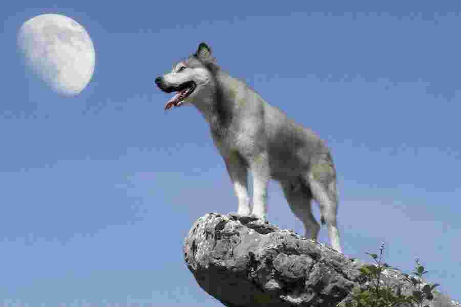Wolf Meaning and Definition