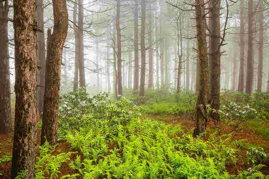 Woodland Meaning and Definition