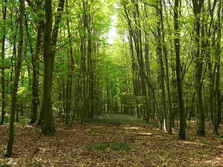 Woods Meaning and Definition