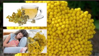 What Are the Benefits of Yarrow Tea?