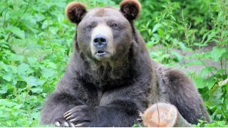 Man, 72, kills grizzly bear in self-defence after being attacked in Montana 