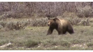 Man hospitalized, grizzly bear dead following encounter near Columbia Falls 