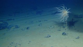 Scientists discover ‘dark’ oxygen being produced more than 13,000 feet below the ocean surface 