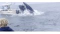 Watch: Whale of New Hampshire slams into fishing boat, hurling men into the Atlantic 